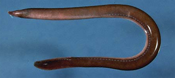 Myxine glutinosa - Wikipédia