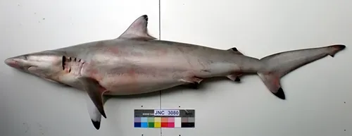 Carcharhinus brevipinna Wikipédia