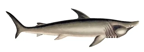 Cetorhinus maximus Gervais wikipedia