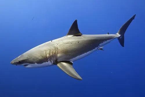 Grand requin blanc