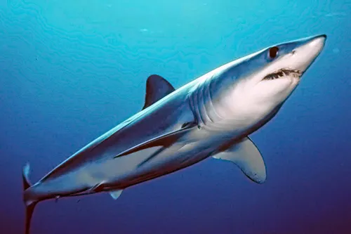 Requin mako Isurus oxyrinchus by mark conlin wikipedia