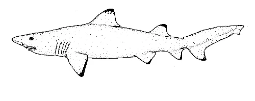 Odontaspis ferox - Wikipedia