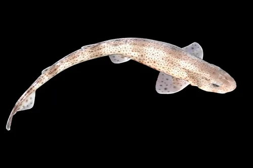 Scyliorhinus caniculas - Wikipédia