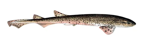 Scyliorhinus stellaris - Wikipédia