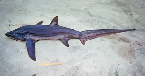 Requin renard - Alopias superciliosus inaturalist