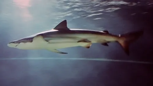 Carcharhinus brachyurus Wikipedia