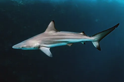 Carcharhinus limbatus - Simon Pierce
