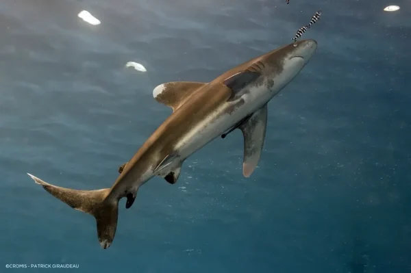 Carcharhinus longimanus