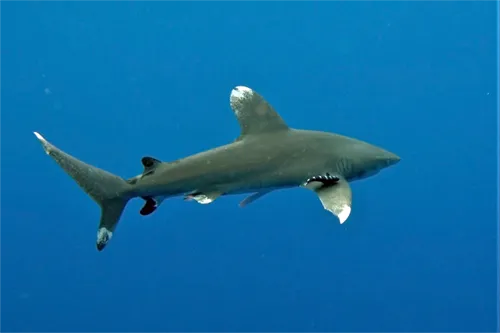 Carcharhinus longimanus - Rino Lubatti