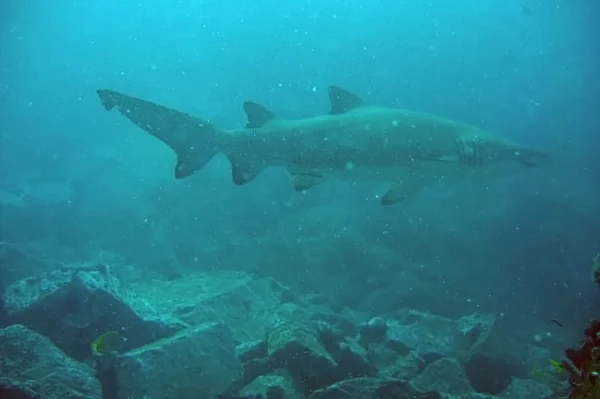 Carcharias taurus - Requin taureau