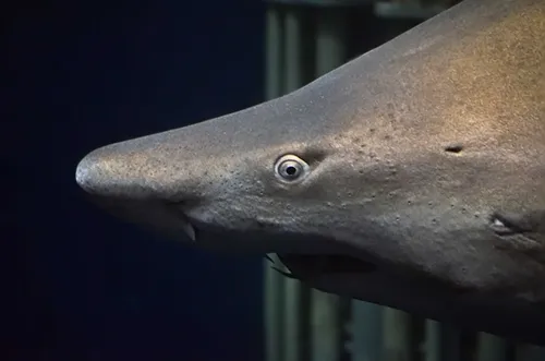 Carcharias taurus - Requin taureau