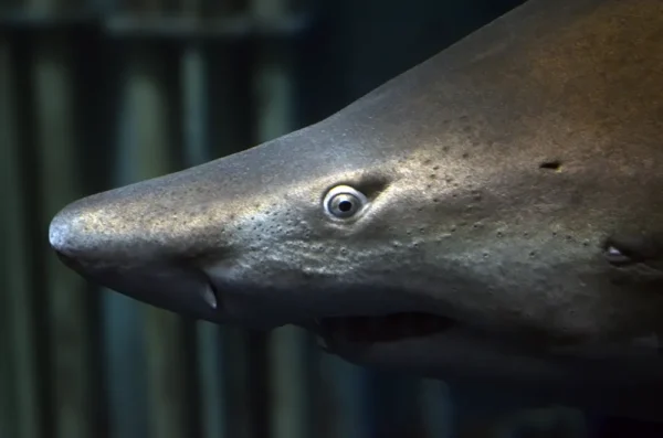 Carcharias taurus - Requin taureau - Aquarium de Saint Malo