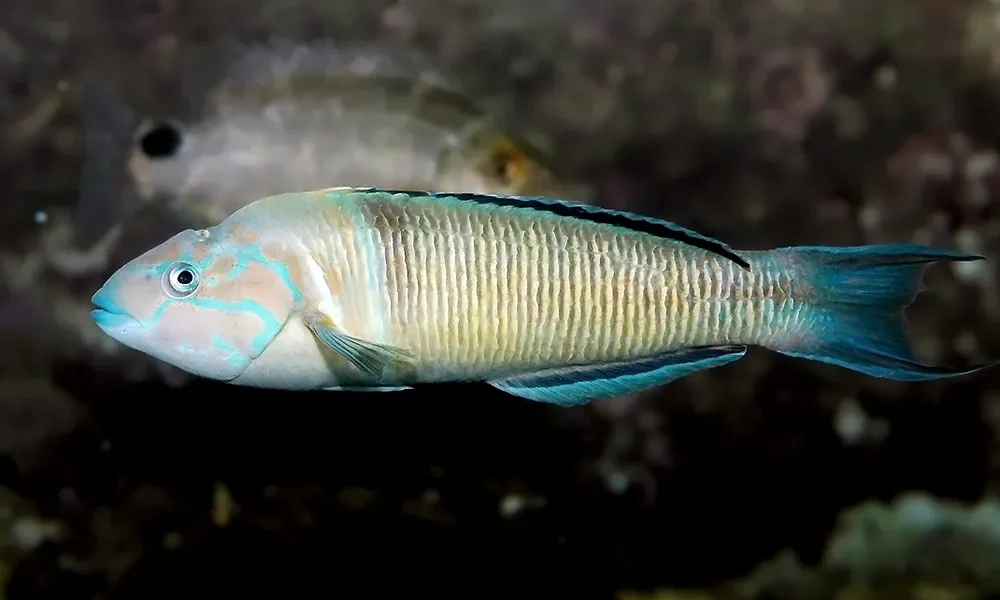 Thalassoma pavo