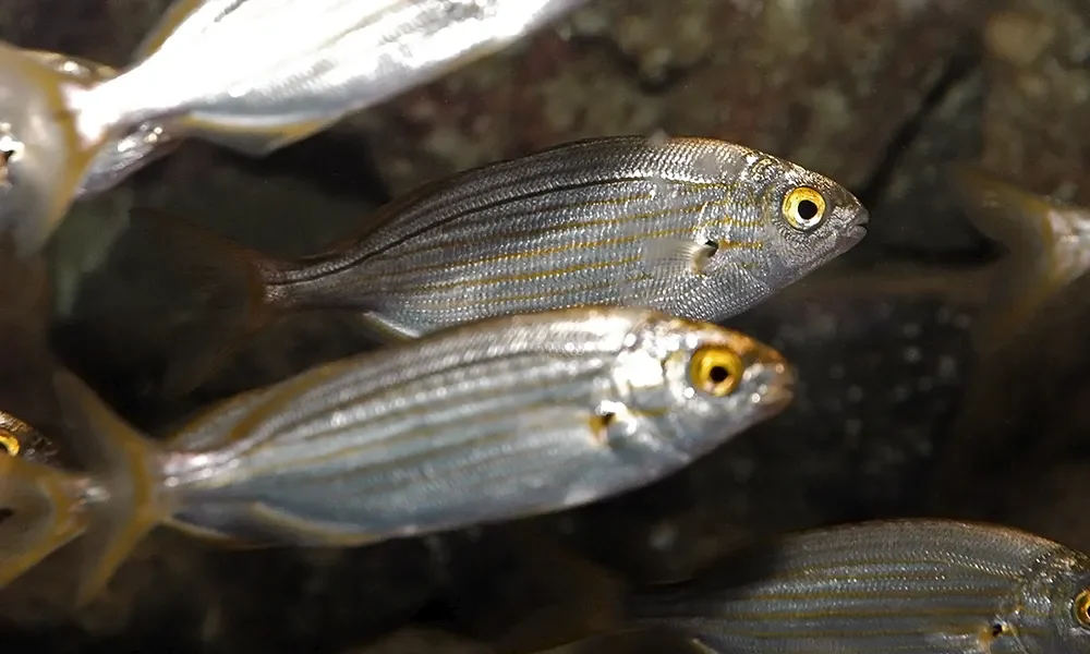 Saupe sarpassalpa