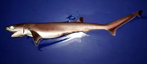 Requin perlon