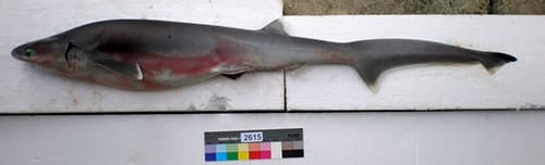Hexanchus nakamurai