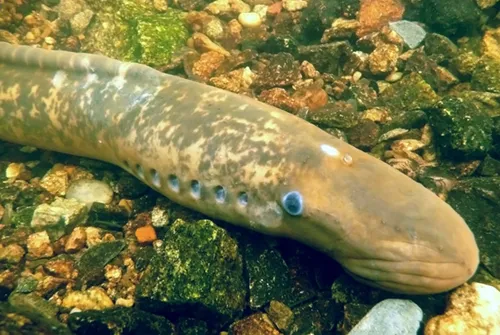 Petromyzontidae