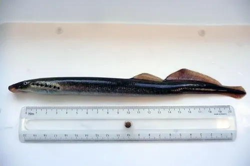 Lamproie de rivière - Lampetra fluviatilis