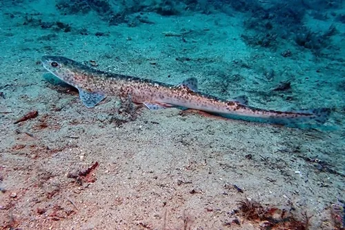 Roussette de duhamel - Scyliorhinus duhamelii (Inaturalist)