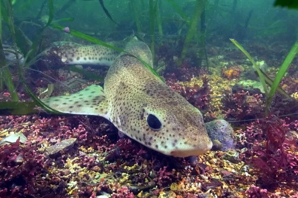 Scyliorhinus canicula