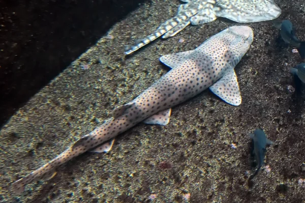 Scyliorhinus stellaris Scyliorhinus stellaris