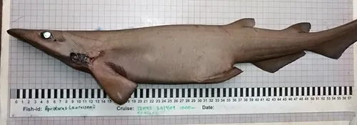Apristurus laurissoni - Wikipedia