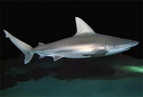 Carcharhinus plumbeus Wikipedia