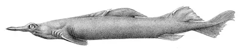 Deania calcea - Wikipedia