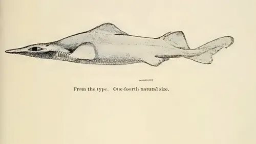 Deania_profundorum_(SMITH&RADCLIFFE,1912)