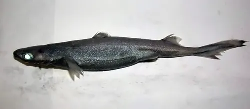 Etmopterus spinax - Sardinia - Wikipédia