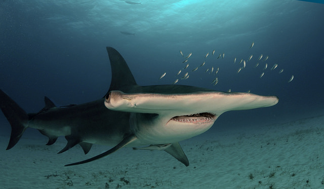 Great hammerhead Wikipedia