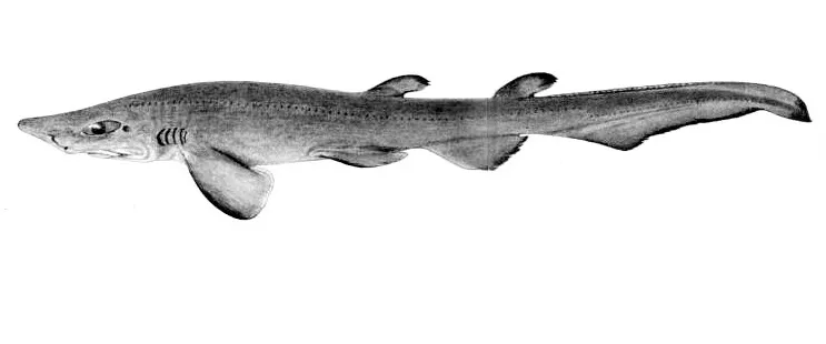 Pristiurus murinus by collett - Wikipedia