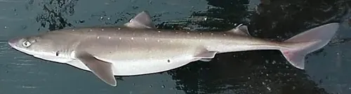 Squalus acanthias - Wikipedia