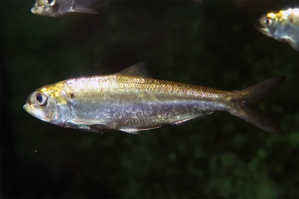 Alosa alosa Alosa alosa