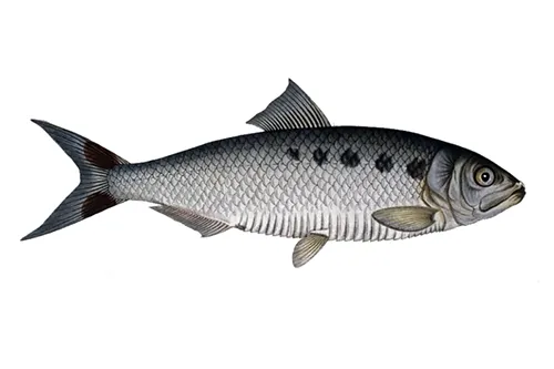Alosa alosa - Wikipedia
