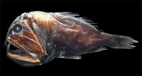 Anoplogaster cornuta - Wikipedia
