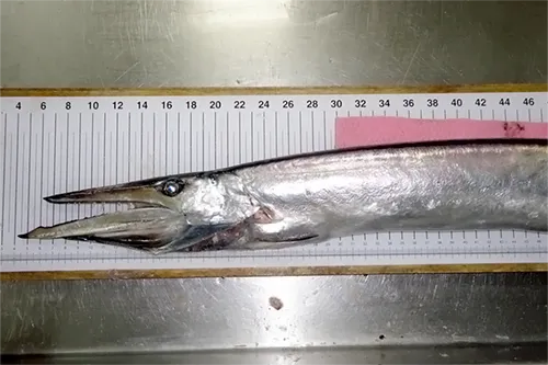 Anotopterus pharao - Inaturalist