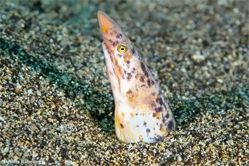 Apterichtus anguiformis - Inaturalist