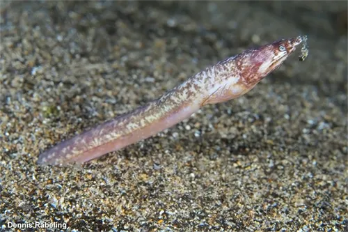 Apterichtus caecus - Inaturalist