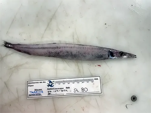 Arctozenus risso - Inaturalist