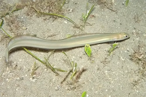 Ariosoma balearicum - inaturalist