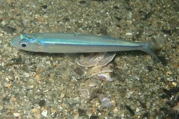 Atherina hepsetus