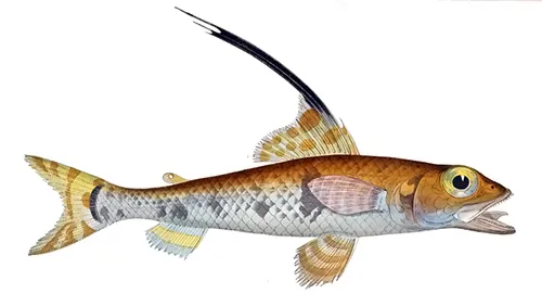 Aulopus filamentosus - Inaturalist