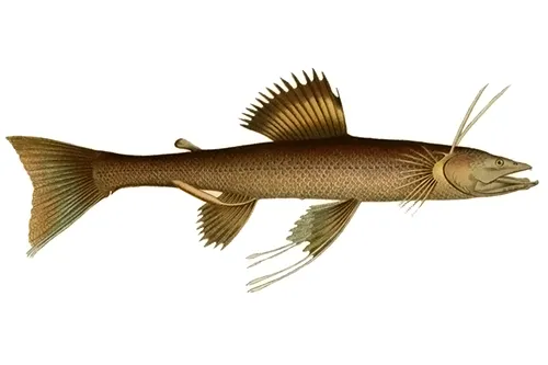 Bathypterois dubius - Inaturalist