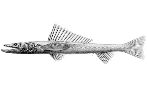 Bathysaurus ferox - Inaturaliste