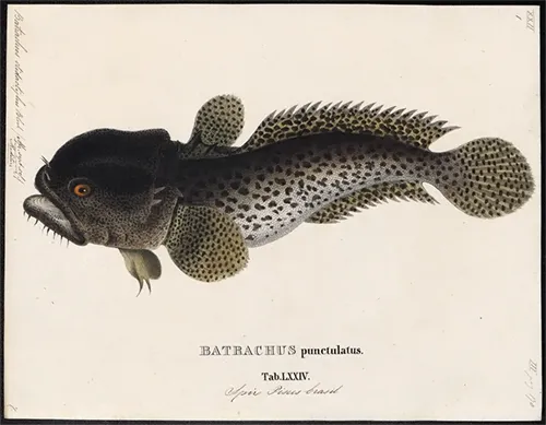 Batrachus didactylus - Wikipedia