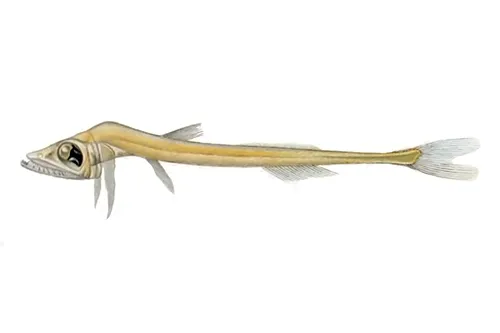 Benthalbella infans - Wikipedia