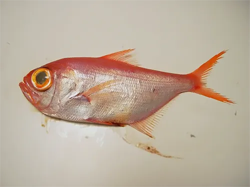 Beryx splendens - Wikipedia