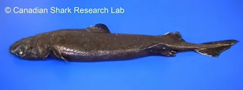 Centroscyllium fabricii - inaturalist