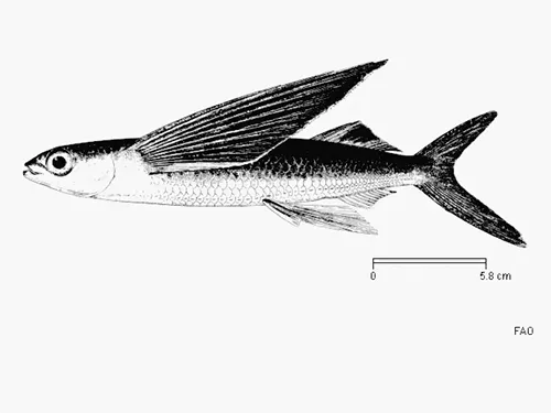Cheilopogon cyanopterus - Fishbase